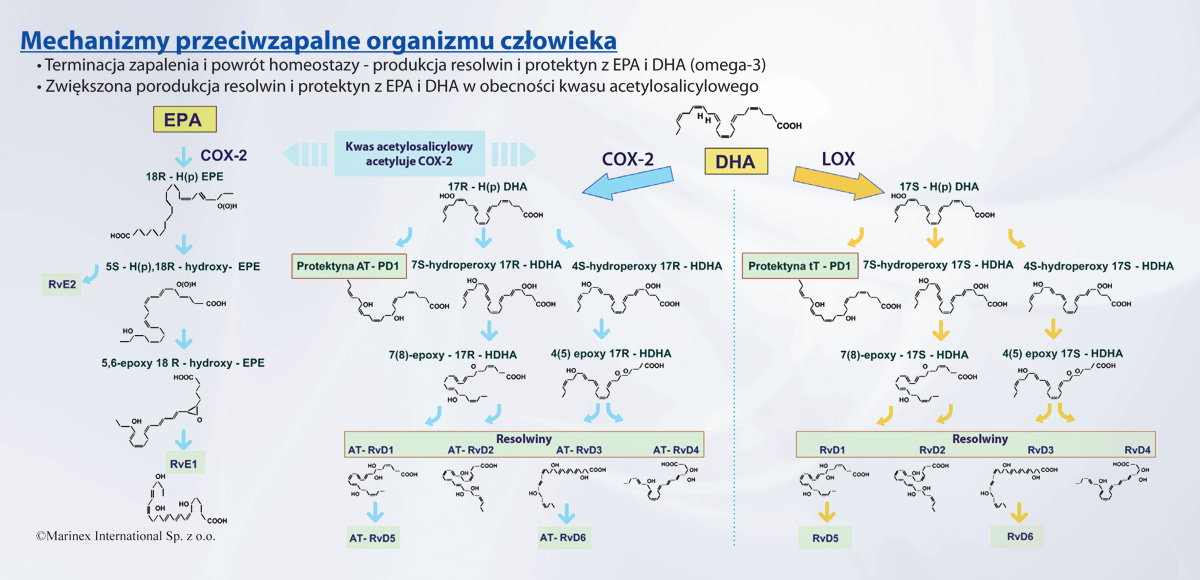 Schemat działania przeciwzapalnego kwasu acetylosalicylowego i kwasów tłuszczowych EPA i DHA grupy omega-3.